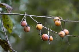 Check spelling or type a new query. 410 Growing Persimmon Tree Fruit Photos Free Royalty Free Stock Photos From Dreamstime
