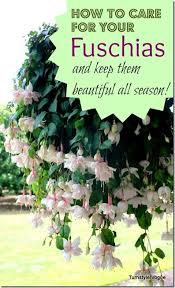 How To Care For Your Hanging Fuschia Plants Plants Hanging Plants Hanging Flower Baskets