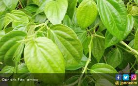 Check spelling or type a new query. Ketahui Bahaya Air Sirih Untuk Mengobati Mata Jpnn Com