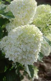 Well you're in luck, because here they come. 42 Small Zone 7 Trees Ideas Plants Spring Plants Zone 7