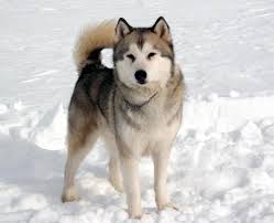 Eight Below Maya Husky Dogs Dog Movies