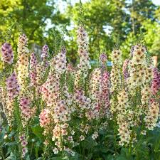 Image result for Verbascum