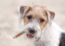See more ideas about wire haired terrier, terrier, wire fox terrier. 13 Dog Breeds That Are Wirehaired