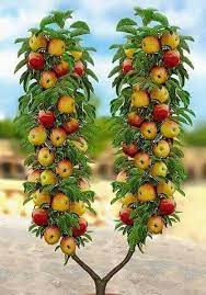 An age old technique that encourages trees to flower and fruit. Bounty Dwarf Fruit Trees Fruit Garden Beautiful Fruits