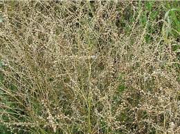 Image result for Crambe kilimandscharica