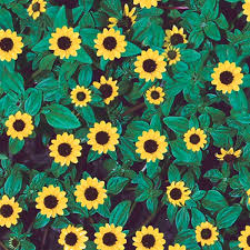 Image result for sanvitalia combine in pots