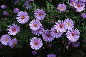 Asters Greek Flowers Flower Garden Plants Flowers Perennials