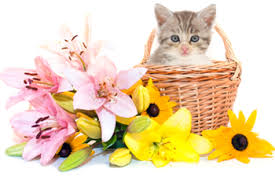 Unfortunately, the toxin substance and the toxic dose that can potentially harm your fur baby are still unknown. Keep Lilies Away From Your Cats Fda