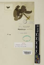 Image result for Manilkara concolor