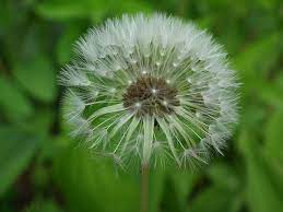 Free Image On Pixabay Dandelion Flower Dandelion Flowers Dandelion Flower
