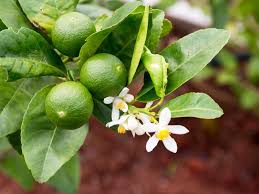 Image result for Citrus × aurantiifolia