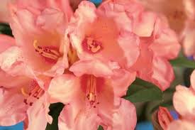 Rhododendron Virginia Richards Le Rhododendron Virginia Richards Est Un Rhododendron A Feuillage Persistant Et A Magnifi Heckenpflanzen Pflanzen Feuerdorn