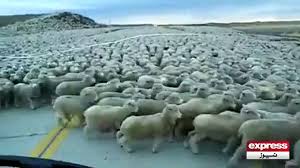 .dailymotion camel qurbani in saudi arabia eid azha qurbani camel camel qurbani in pakistan qurbani cow qurbani cow danger full movie cow qurbani 2016 qurbani cattle cow qurbani qurbani of camel dangerous qurbani videos 2015 camel qurbani camel qurbani youtube camel ki qurbani. Eid Qurbani Uncountable Animals Saudiarabia 2015 Video Dailymotion
