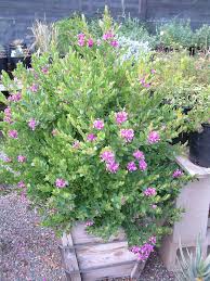 Image result for Polygala filicaulis