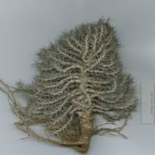 Image result for Gymnosporia arbutifolia