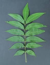 Image result for Carya illinoinensis