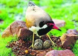 Endangered Knowledge: Bird Nests Help Farmers Predict Rain in Rajasthan - The Front Page