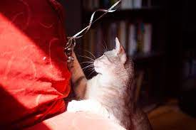 Is There A Cat Proof Couch Best Materials For Claws Accidents Fur