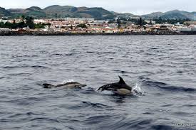 Questa balena apparirebbe adorabile in un vivaio o aggiungeva un tocco semplice e nautico a qualsiasi stanza. Azore Cum Am Mers Pe Mare SÄƒ Vedem Balene È™i Delfini Nwradu Blog