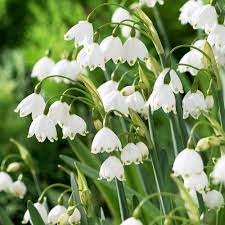 Pin On Gardening