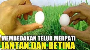 Apakah telur jantan dan betina. Cara Membedakan Telur Merpati Jantan Dan Betina Youtube