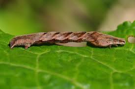 Image result for Timandra comae