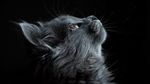 Profile of a young, well dressed, handsome african american male sitting in a chair pensively looking out in the distance Hd Wallpaper Cat Dark Black Profile Animal Face Eyes Wallpaper Flare