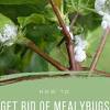This mold has been known to attack more than 360 species of plants, including vegetables and garden flowers. 3