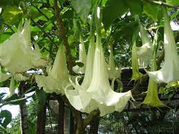 All Those Bell Shaped Flowers Dengarden