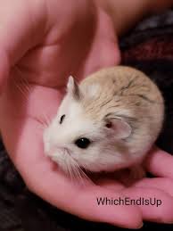 Roborovsky Hamster Small Pets Animals Beautiful Small Hamster