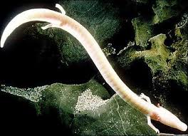 Olm Alchetron The Free Social Encyclopedia