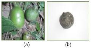 Image result for Buchholzia