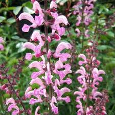 Image result for Salvia pratensis `Rose Rhapsody