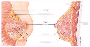 Male and female anatomy and physiology. Breast Anatomy Disease Class Test 3 Male And Female Reproductive System A P Digestive System Anatomy Diagram Quizlet