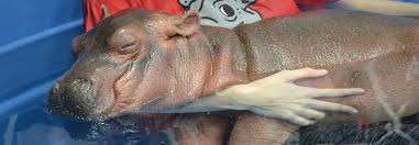 Image information image title : How To Raise A Hippo