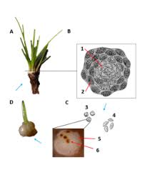 Image result for Isoetes schweinfurthii