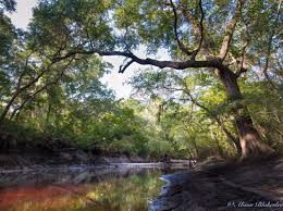 Is to protect and restore the health and vibrancy of the santa fe river and its watershed for the benefit of people and the environment. Alachua Conservation Trust Seeking To Preserve More Of The Santa Fe River Wuft News