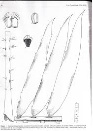 Image result for Encephalartos aplanatus