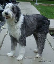 Black And White Old English Sheepdog Puppy Side View Of A Shaved Grey With White Old English Sheepdog Standing On A Sidewalk In Front Of A Park English Sheepdog Dog Old English Sheepdog English Sheepdog