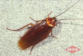 How to get roaches out of car interiors with the special ops approach. How To Identify American Cockroaches Get Rid Of Roaches Orkin