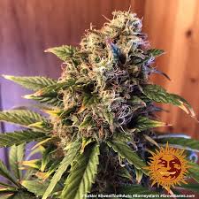 Мальчик с оленьими рогами / sweet tooth. Sweet Tooth Auto Barneys Farm Cannabis Zaden