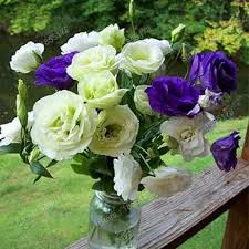 Image result for eustoma lisianthus in vase