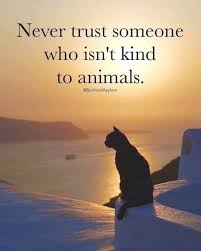Pin By Jeff Privette On Animal Abuse Stop It Animals Have Rights Too Animal Quotes Dog Quotes Cat Quotes