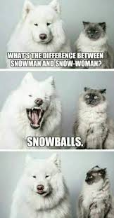 Pin By Cereja Gabi On Dogs Funny Animal Pictures Cute Animals Funny Animals