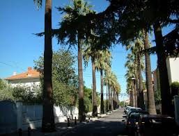 Hyeres Street Lined With Palm Trees Hyeres Travel Photos South Of France