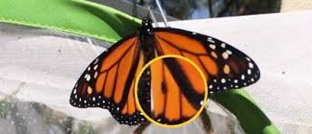 However, the gender of butterflies and moths can be determined by coloring, markings on the wings and other characteristics. How To Tell If Monarch Butterfly Is Male Or Female Orange County Butterfly Farm