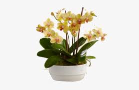Becca talks about flowers for events, proms, and birthdays.for the best flowers in logan, choose plant peddler floralat plant peddler floral, our. Bios Glowing Strong Orchid Plant Ftd Flowers Delivery Free Transparent Png Download Pngkey