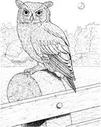 New Animal Coloring Book Here Amazing Pictures Http Www Amazon Com Wild Creations Dp 1519261489 Owl Coloring Pages Owls Drawing Bird Coloring Pages