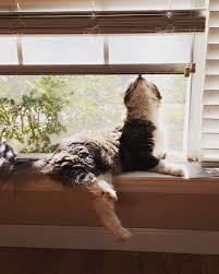 It S Been A Long Two Months Of Hip Dislocation Recovery But This Little Guy Can Finally Sit In His Favorite S Hip Dislocation Funny Cat Pictures Sleepy Animals