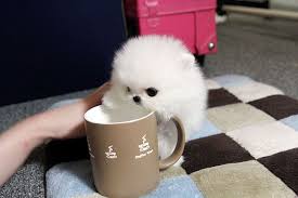 Micro Pomeranian Sevimli Kopek Yavrulari Yavru Kopek Kopek